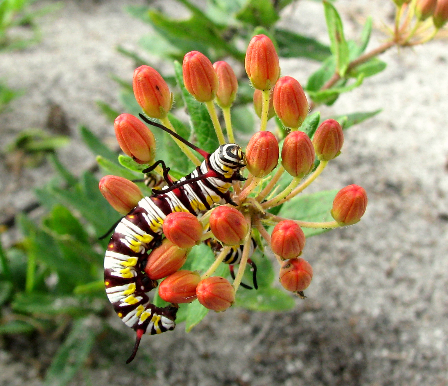 Save Our Monarchs Plant Native Milkweed Florida Association Of